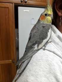 Lost Cockatiel