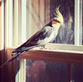 Lost Cockatiel