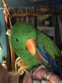 Lost Eclectus