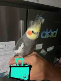Lost Cockatiel