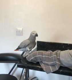 Lost African Grey