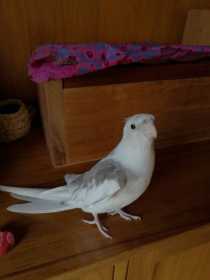 Lost Cockatiel