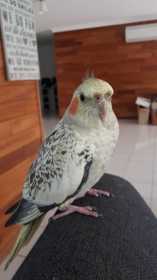 Lost Cockatiel