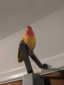 Lost Lovebird