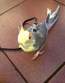 Lost Cockatiel