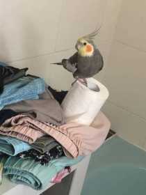 Lost Cockatiel