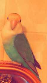 Lost Lovebird
