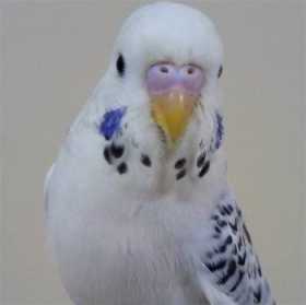 Lost Budgerigar