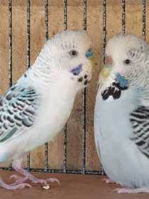 Lost Budgerigar