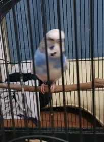 Lost Budgerigar