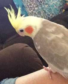 Lost Cockatiel