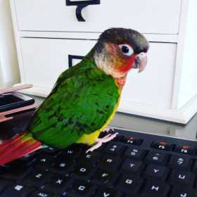 Lost Conure