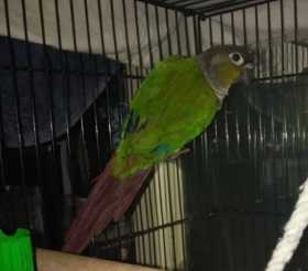 Lost Conure