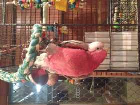 Lost Galah Cockatoo