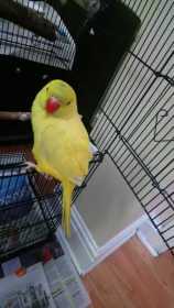 Lost Indian Ringneck Parakeet