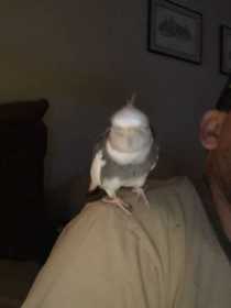 Lost Cockatiel