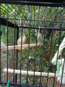 Lost Lovebird