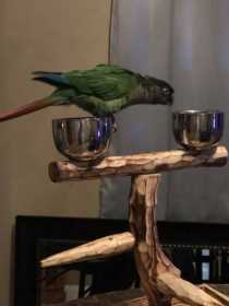 Lost Conure