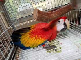 Lost Macaw