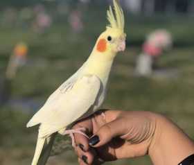 Lost Cockatiel