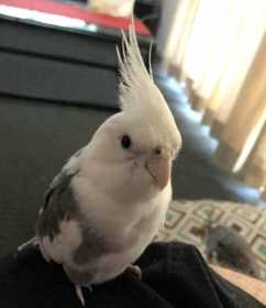 Lost Cockatiel