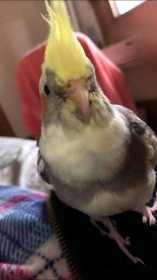 Lost Cockatiel