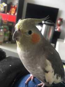 Lost Cockatiel