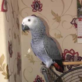 Lost African Grey