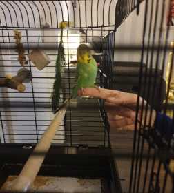 Lost Budgerigar