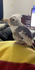 Lost Cockatiel