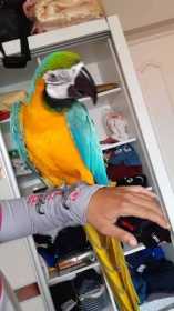 Lost Macaw