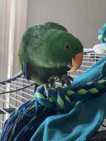 Lost Eclectus