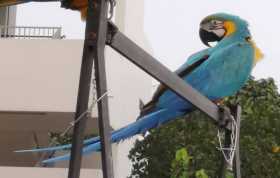 Lost Macaw