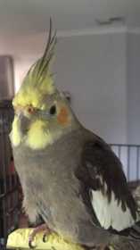 Lost Cockatiel