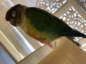 Lost Conure