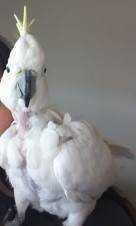 Lost Cockatoo