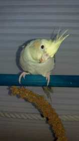 Lost Cockatiel