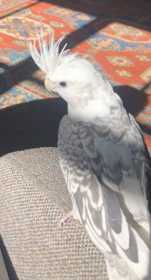 Lost Cockatiel