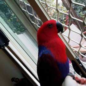 Lost Eclectus