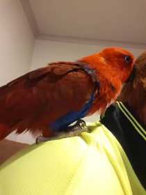 Lost Eclectus