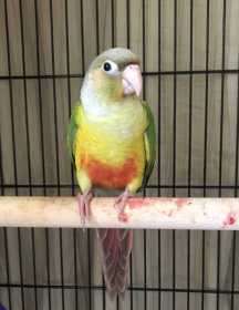 Lost Conure