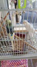 Lost Budgerigar