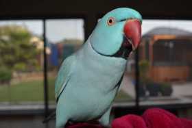 Lost Indian Ringneck Parakeet