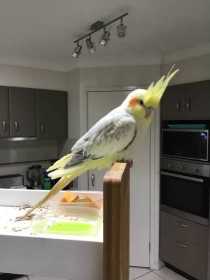 Lost Cockatiel