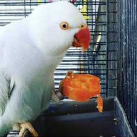 Lost Indian Ringneck Parakeet