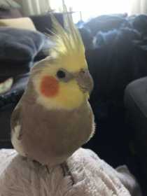 Lost Cockatiel