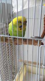 Lost Budgerigar