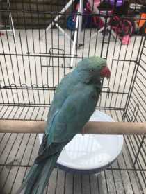 Lost Indian Ringneck Parakeet