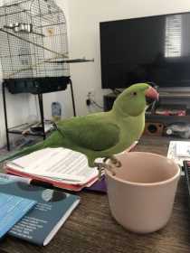 Lost Indian Ringneck Parakeet