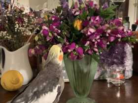 Lost Cockatiel